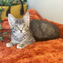 Thumbnail photo of Bennie #1