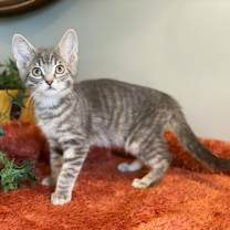 Thumbnail photo of Bennie #2