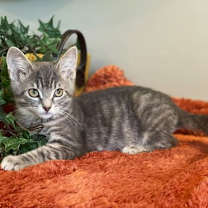 Thumbnail photo of Bennie #3