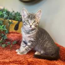 Thumbnail photo of Bennie #4