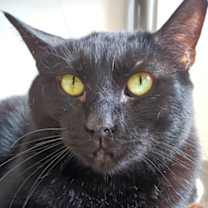 Thumbnail photo of Panther #1