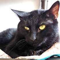 Thumbnail photo of Panther #2