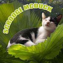 Thumbnail photo of Scrooge McDuck (Scroogers) #1