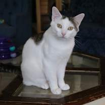 Thumbnail photo of Wilson (and Cloudberry) #1