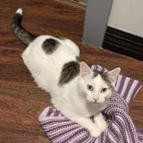 Thumbnail photo of Wilson (and Cloudberry) #3