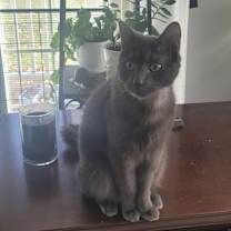 Thumbnail photo of Oliver #1