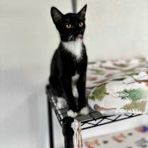 Thumbnail photo of Twix #3