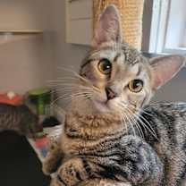 Thumbnail photo of Daytona #2