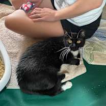 Thumbnail photo of Peppercorn's Mom #2