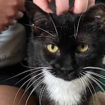 Thumbnail photo of Peppercorn's Mom #3