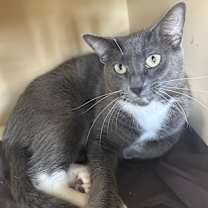 Thumbnail photo of Athena #1