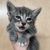 Thumbnail photo of Churro #3