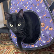 Thumbnail photo of Dixie #1