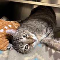 Thumbnail photo of Gretchen #1