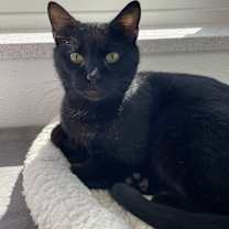 Thumbnail photo of BlackJack #3