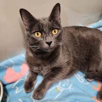 Thumbnail photo of Finnegan #2