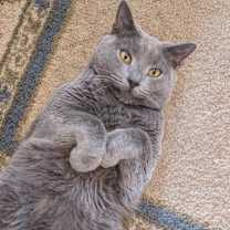 Thumbnail photo of Leaf #1