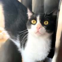 Thumbnail photo of Captain Meow Sparrow (FIV+) #1