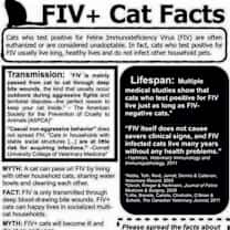 Thumbnail photo of Captain Meow Sparrow (FIV+) #2