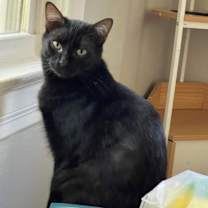 Thumbnail photo of Falcor & Wolfie #2