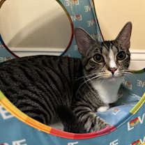 Thumbnail photo of Loxley =^.^= #2