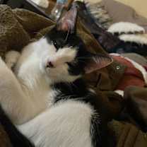 Thumbnail photo of Robin =^.^= #1