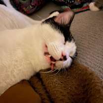 Thumbnail photo of Robin =^.^= #3