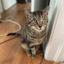 Thumbnail photo of Gimli =^.^= #2