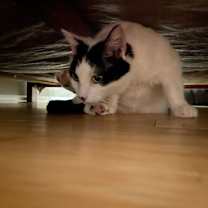 Thumbnail photo of Rosie #2