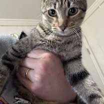 Thumbnail photo of Ambrosia =^.^= #1