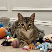 Thumbnail photo of London =^.^= #2