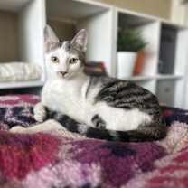 Thumbnail photo of Gilligan =^.^= #1