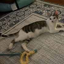 Thumbnail photo of Gilligan =^.^= #2