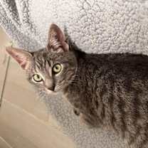 Thumbnail photo of Chip =^.^= #1