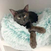 Thumbnail photo of Zen #1