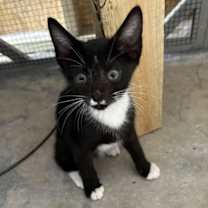 Thumbnail photo of Pedro =^.^= #1