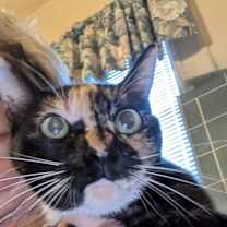 Thumbnail photo of Snickers #1