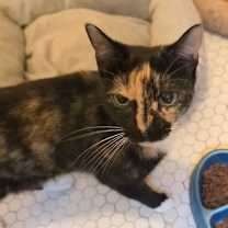 Thumbnail photo of Snickers #2