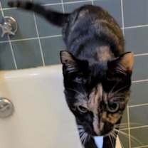 Thumbnail photo of Snickers #3