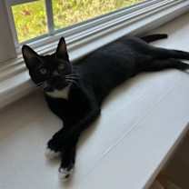 Thumbnail photo of Mitts #4