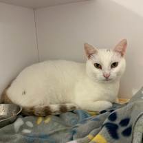 Thumbnail photo of Brumal #1