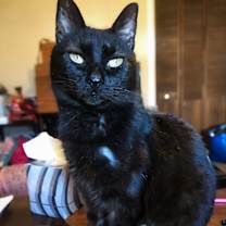 Thumbnail photo of SHIBA #2