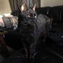 Thumbnail photo of SHIBA #4