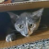 adopt-pet