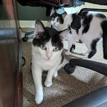 Thumbnail photo of Momma Cowgirl #2