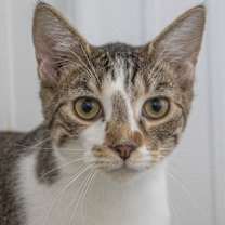 Thumbnail photo of Arkansas #2