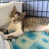 Thumbnail photo of Arkansas #3