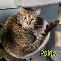 Thumbnail photo of Paige #4