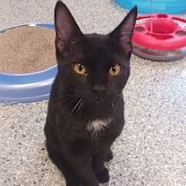 Thumbnail photo of Dante #1