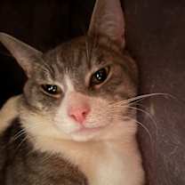 Thumbnail photo of Harley #2